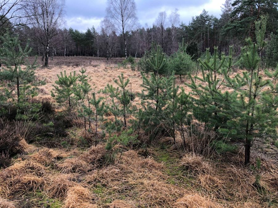 Kiefernaufwuchs verdrängt zunehmend die wertvolle Heidevegetation Foto: Christian Venne